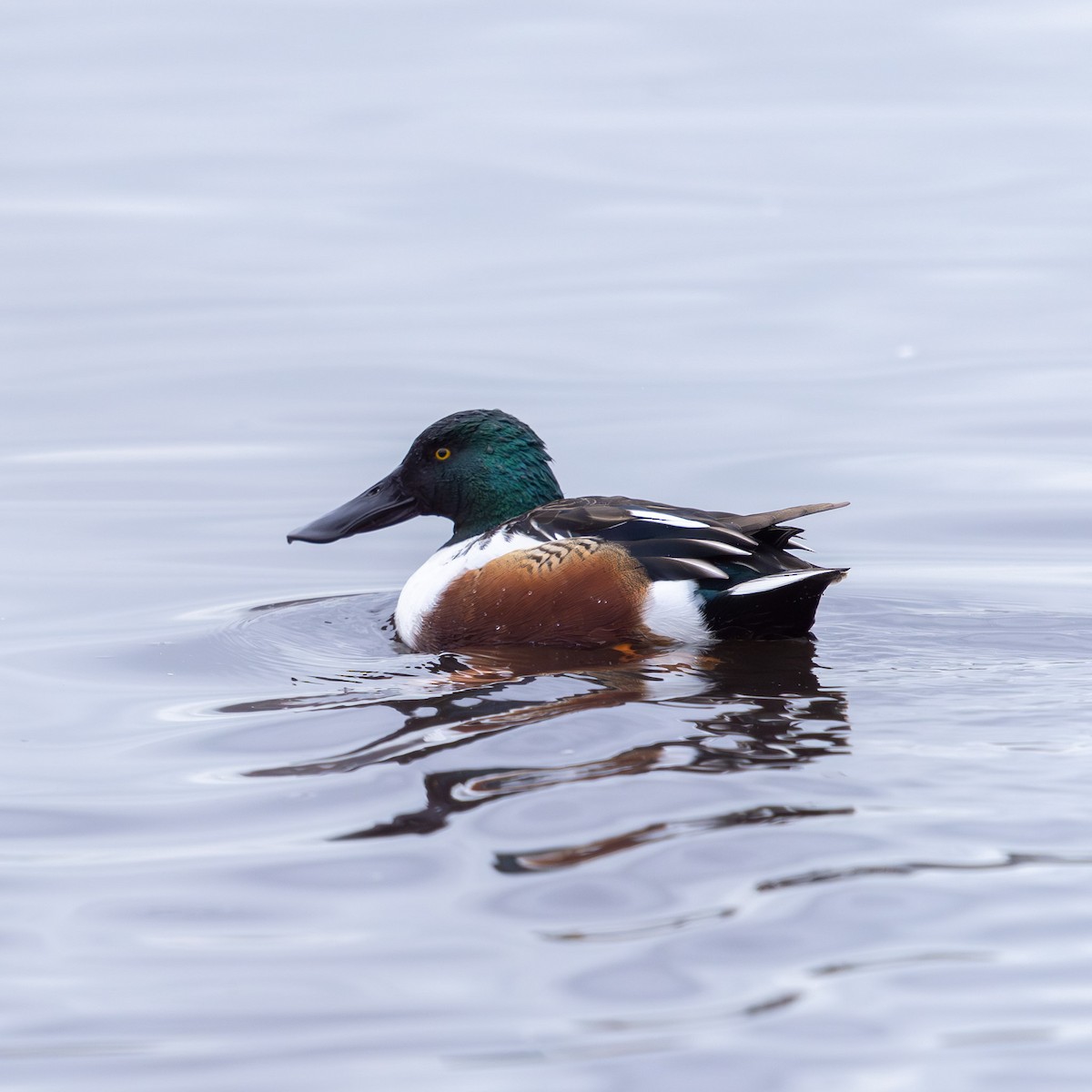 skjeand - ML646497340