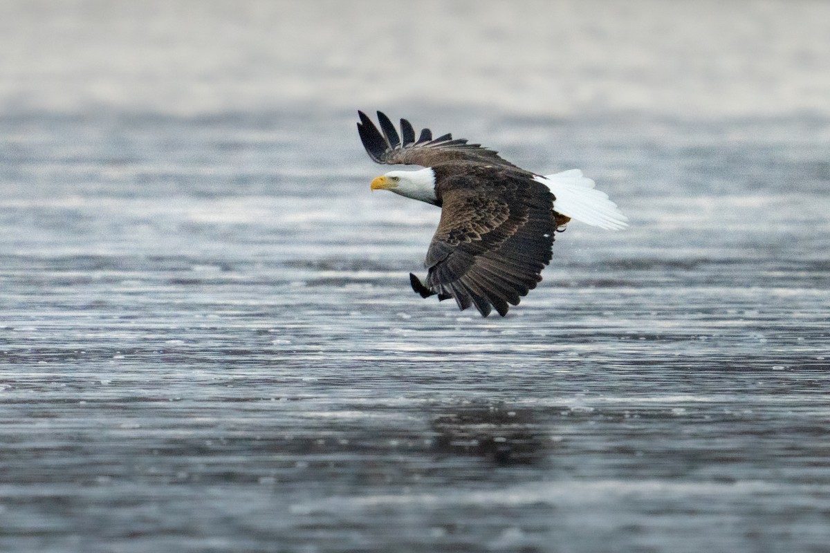 ハクトウワシ - ML646497343