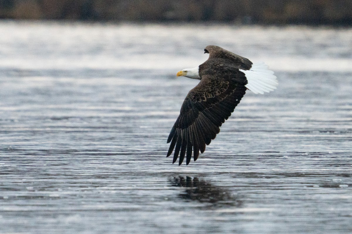 ハクトウワシ - ML646497344