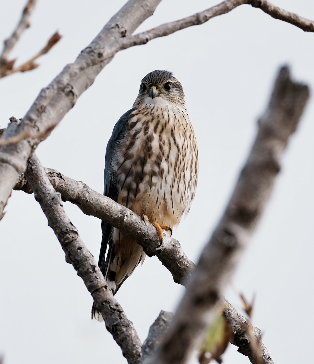 コチョウゲンボウ（columbarius） - ML646497345