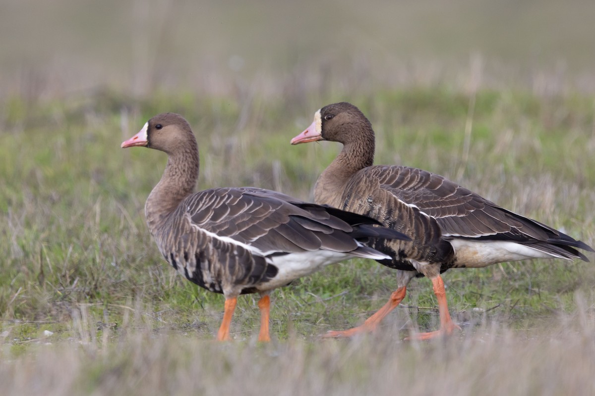 Greater White-fronted Goose (Tule) - ML646497347
