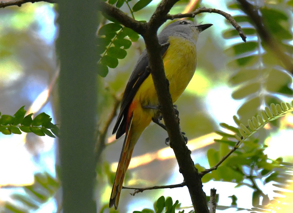 コサンショウクイ - ML646497348