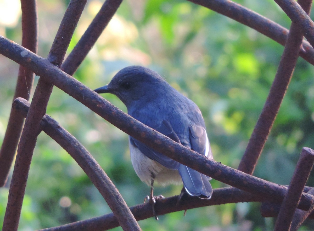 マユヒタキ - ML646497349