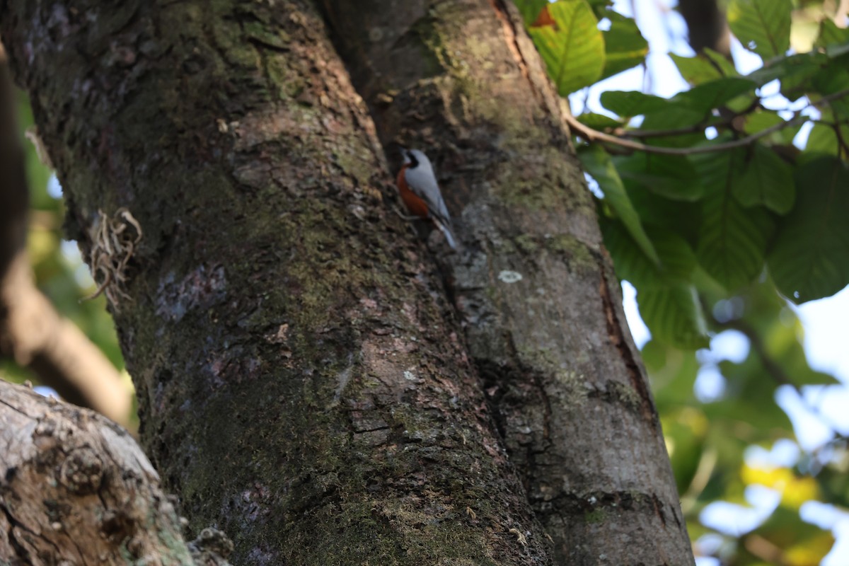 クリハラゴジュウカラ - ML646497350