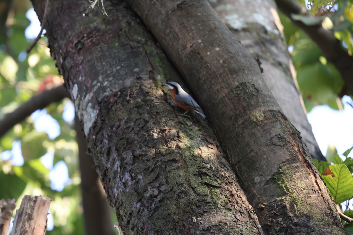 クリハラゴジュウカラ - ML646497351