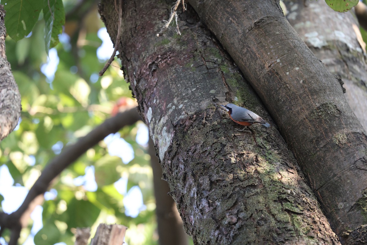 クリハラゴジュウカラ - ML646497352