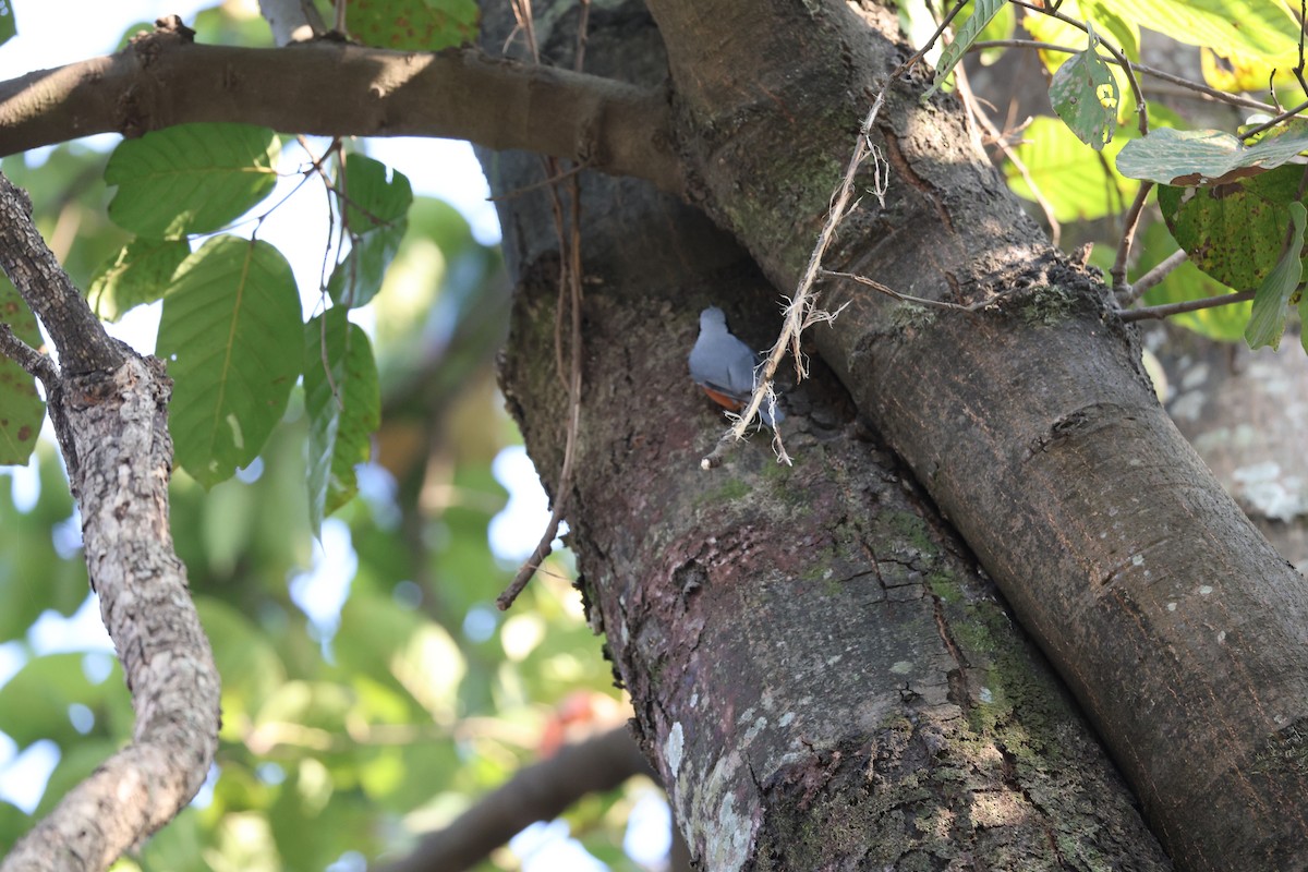 クリハラゴジュウカラ - ML646497353