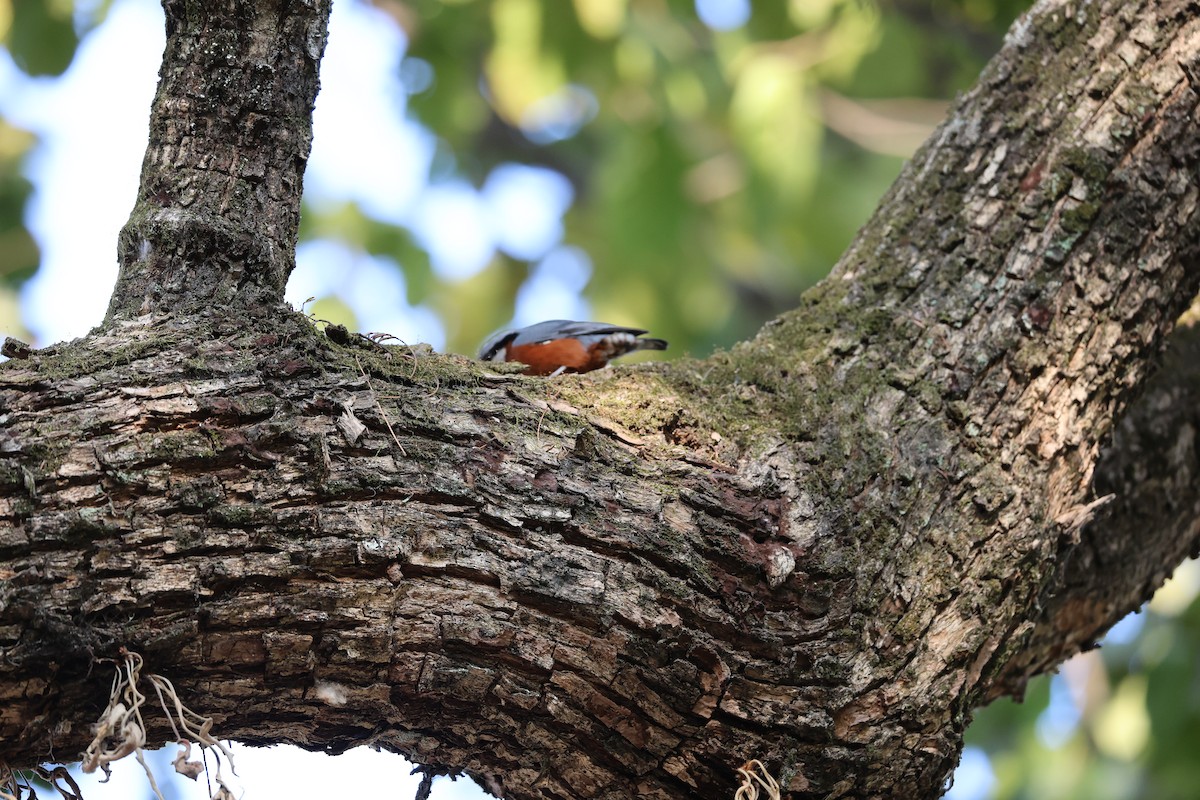 クリハラゴジュウカラ - ML646497355