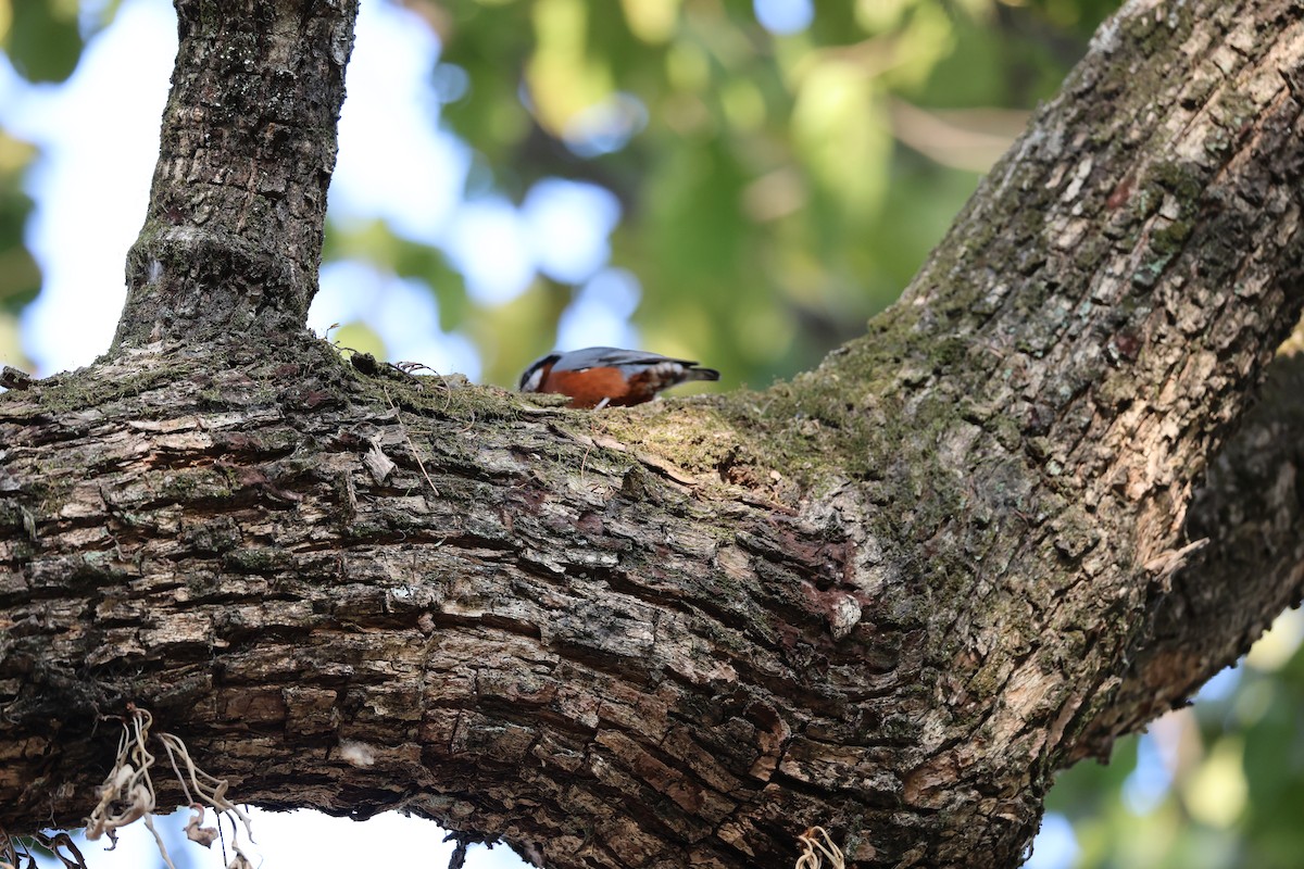 クリハラゴジュウカラ - ML646497356