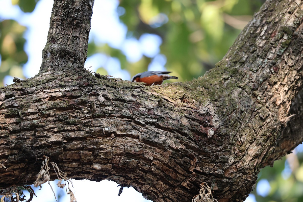 クリハラゴジュウカラ - ML646497357