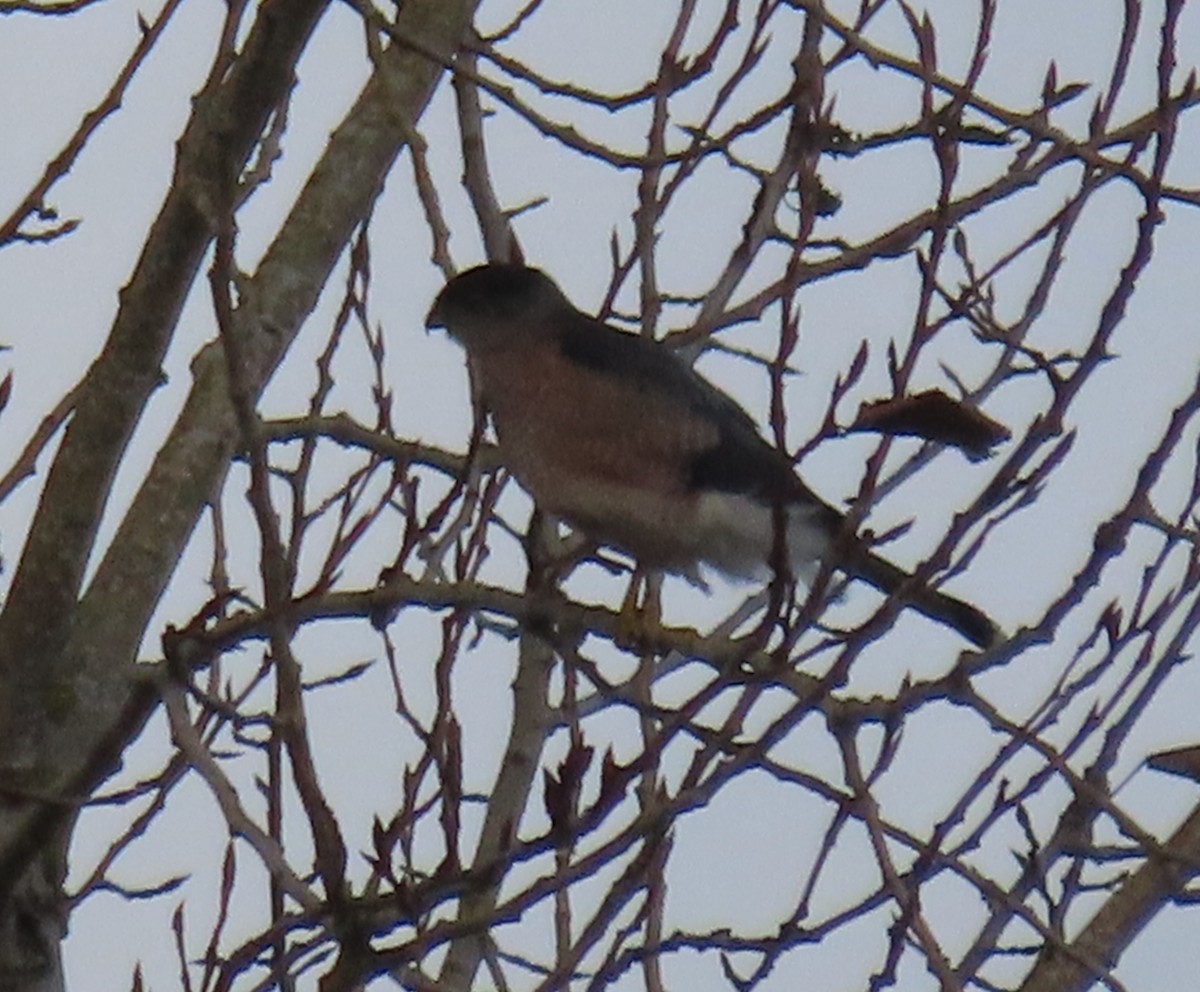 クーパーハイタカ - ML646497358