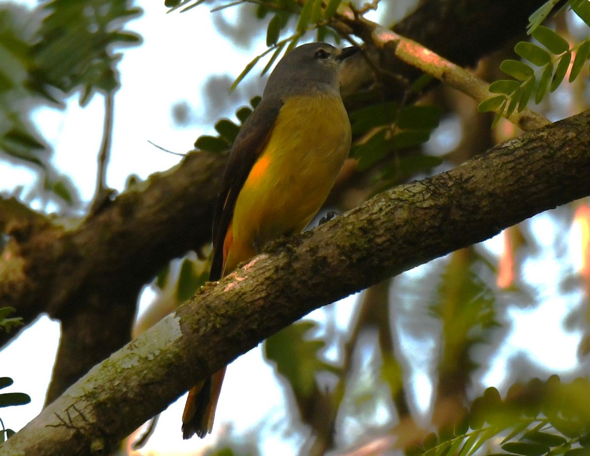 コサンショウクイ - ML646497359