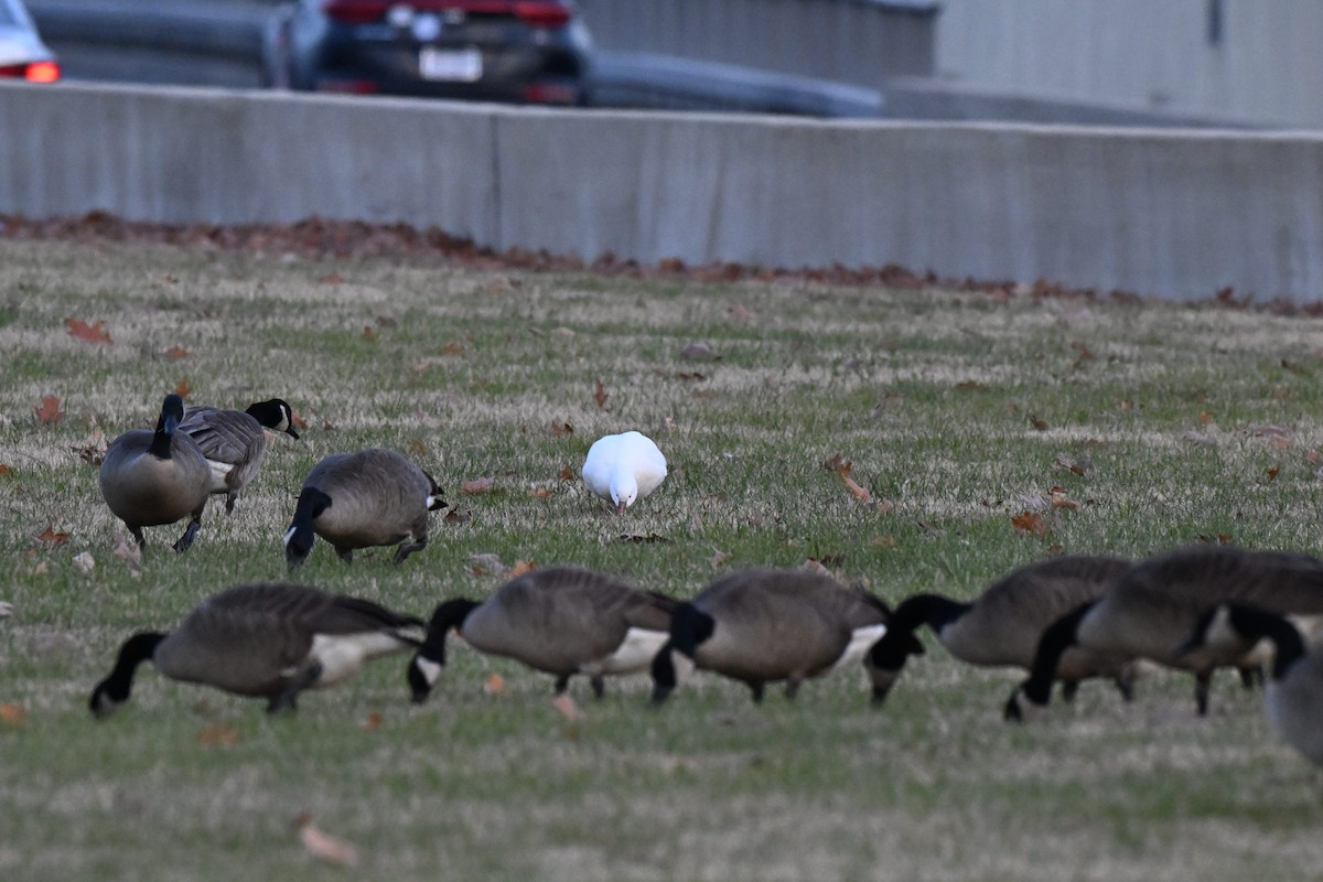 Ross's Goose - ML646497360