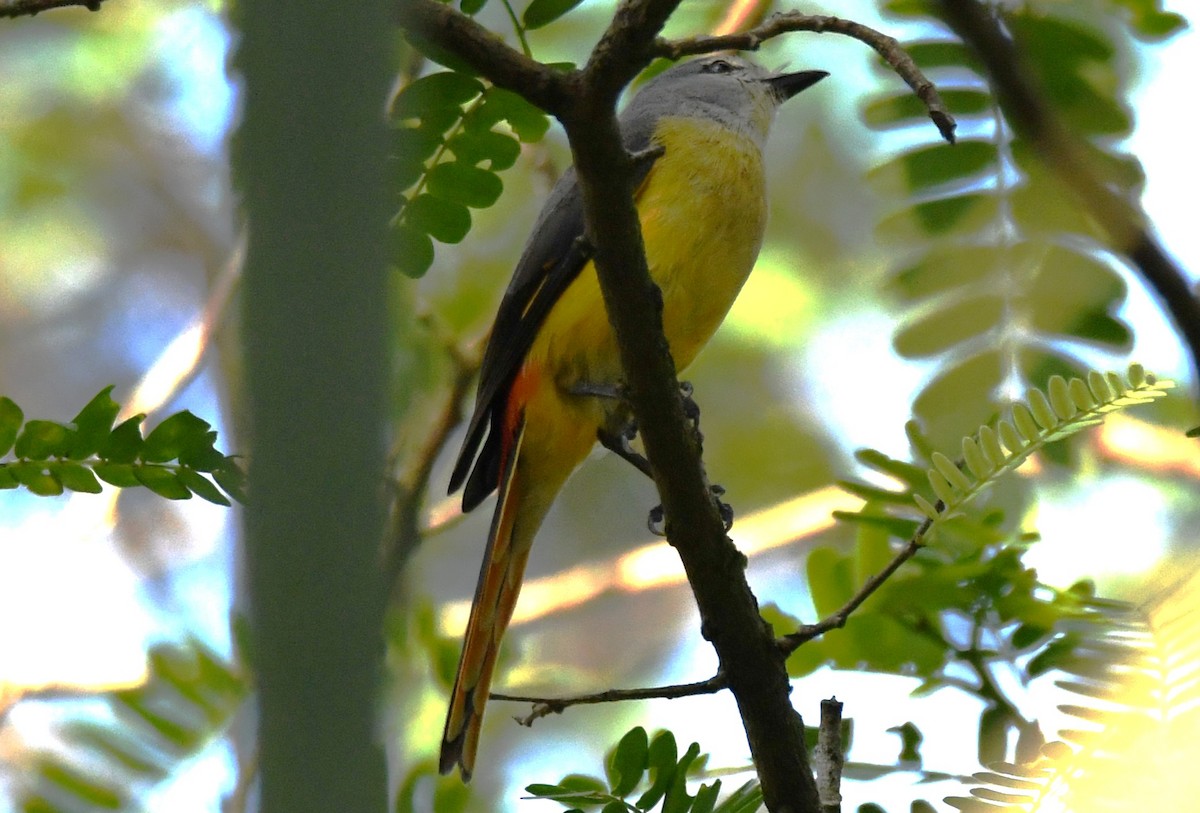 コサンショウクイ - ML646497361