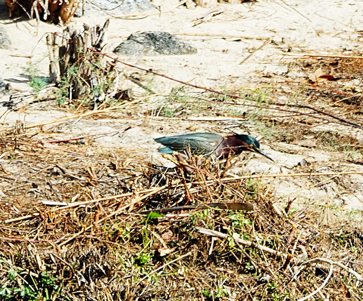 アメリカササゴイ - ML646497362