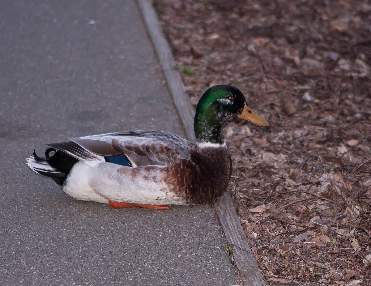 マガモ - ML646497363