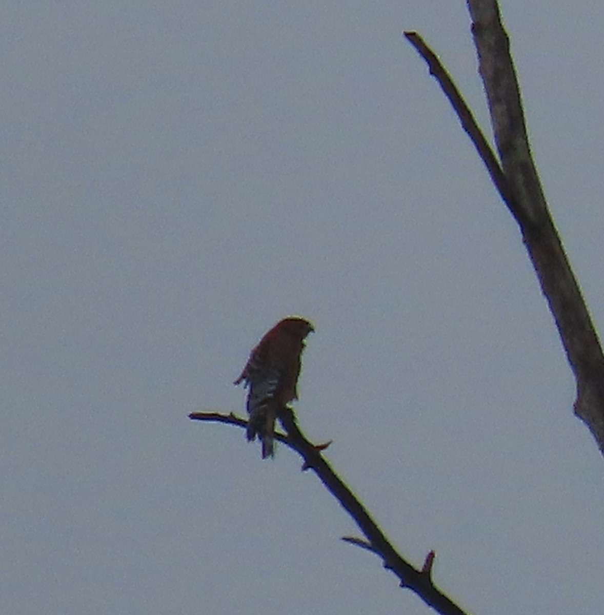 カタアカノスリ - ML646497364