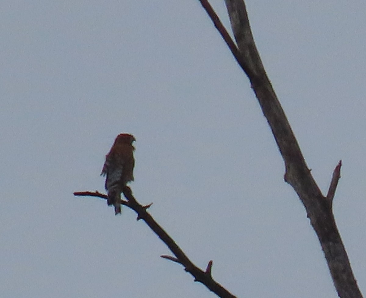 カタアカノスリ - ML646497365