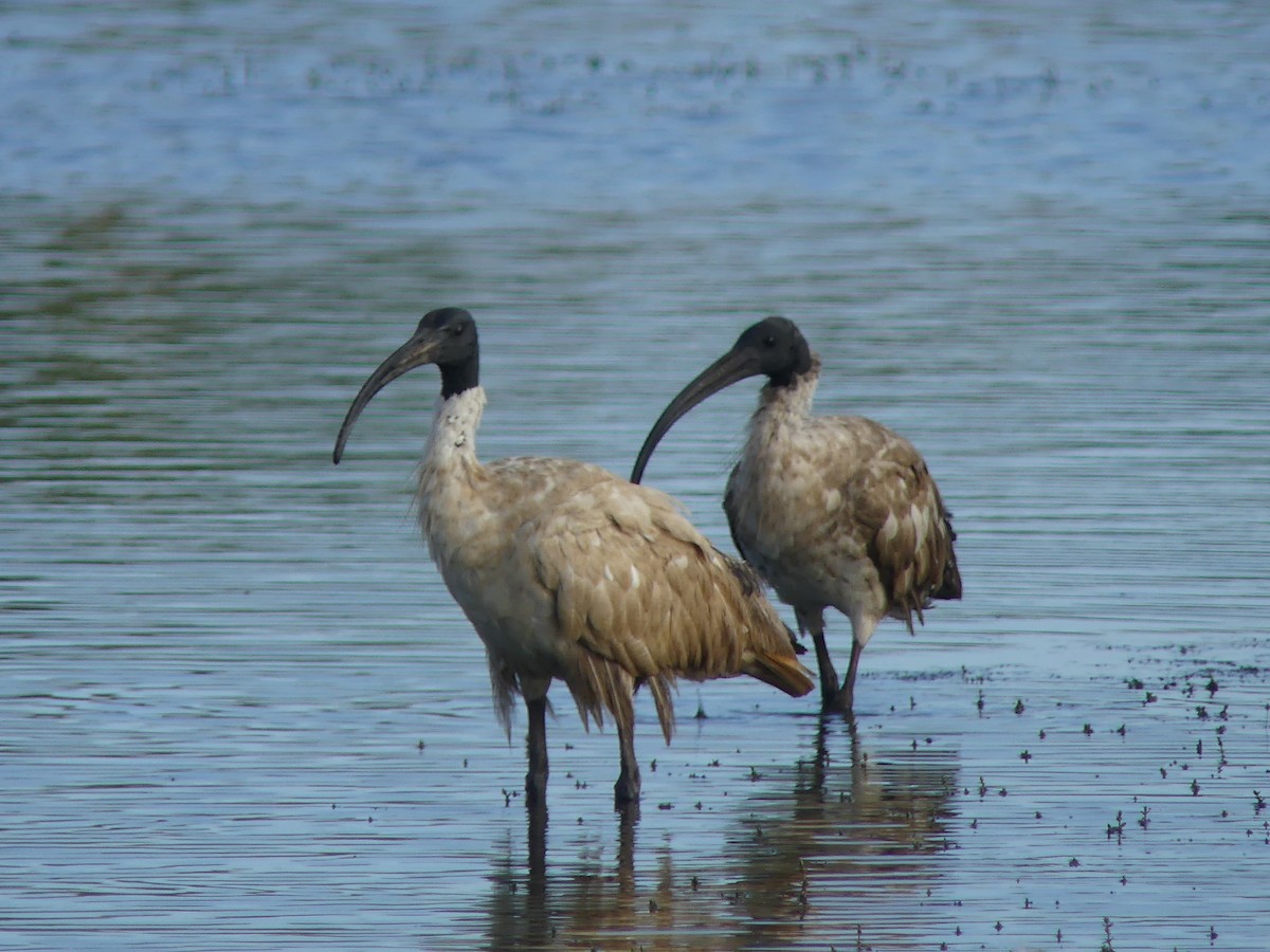 オーストラリアクロトキ - ML646497366