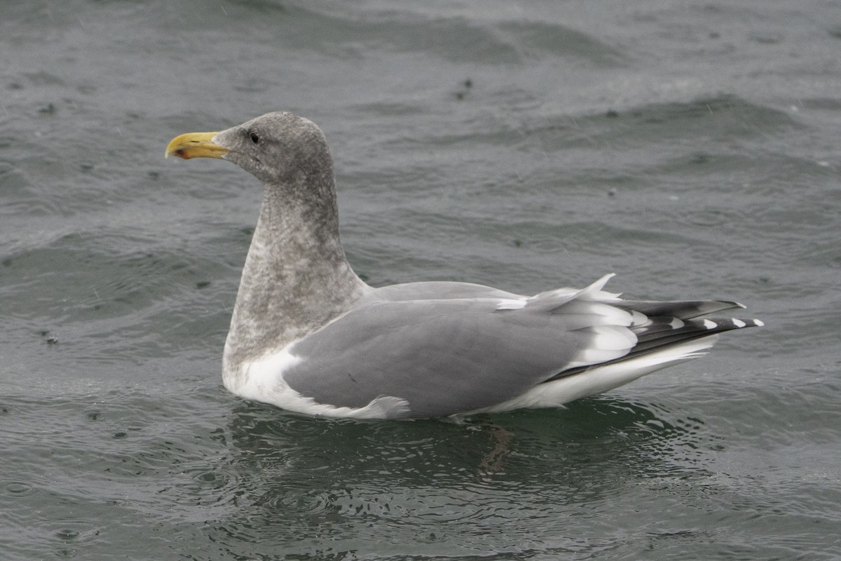 アメリカオオセグロカモメ - ML646497367