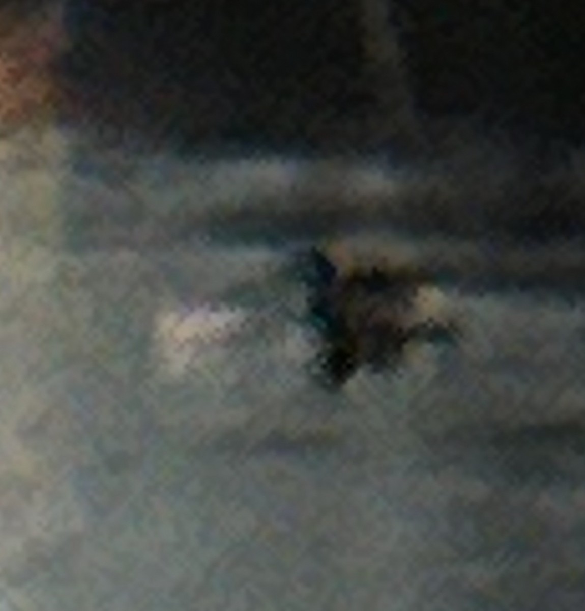 Ross's Goose - ML646497369