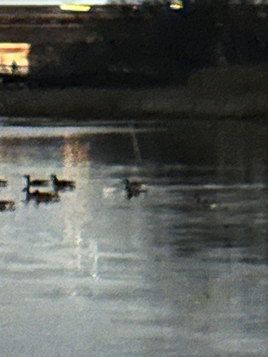 Ross's Goose - ML646497370