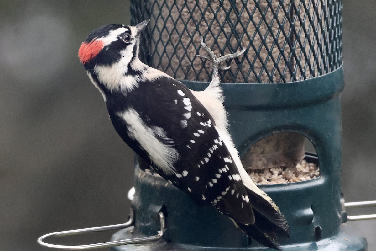 Pic mineur - ML646497371