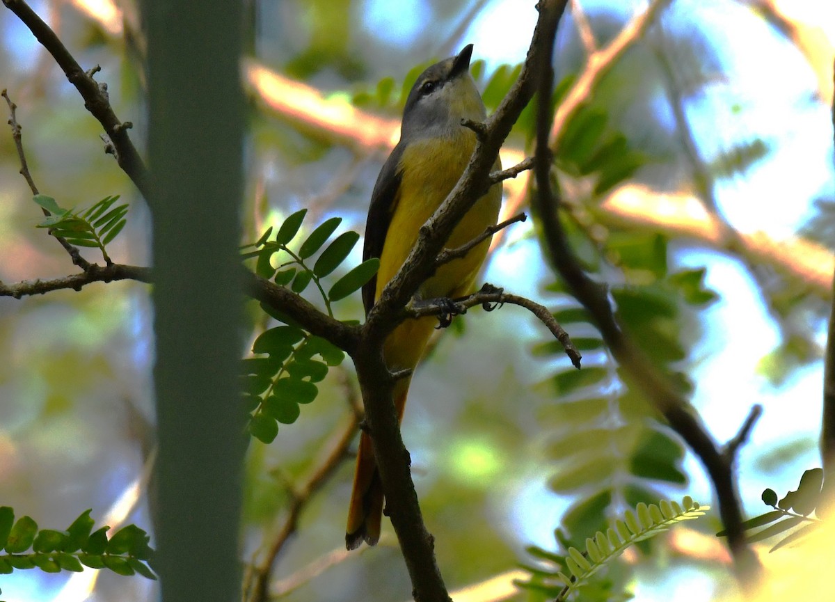 コサンショウクイ - ML646497372