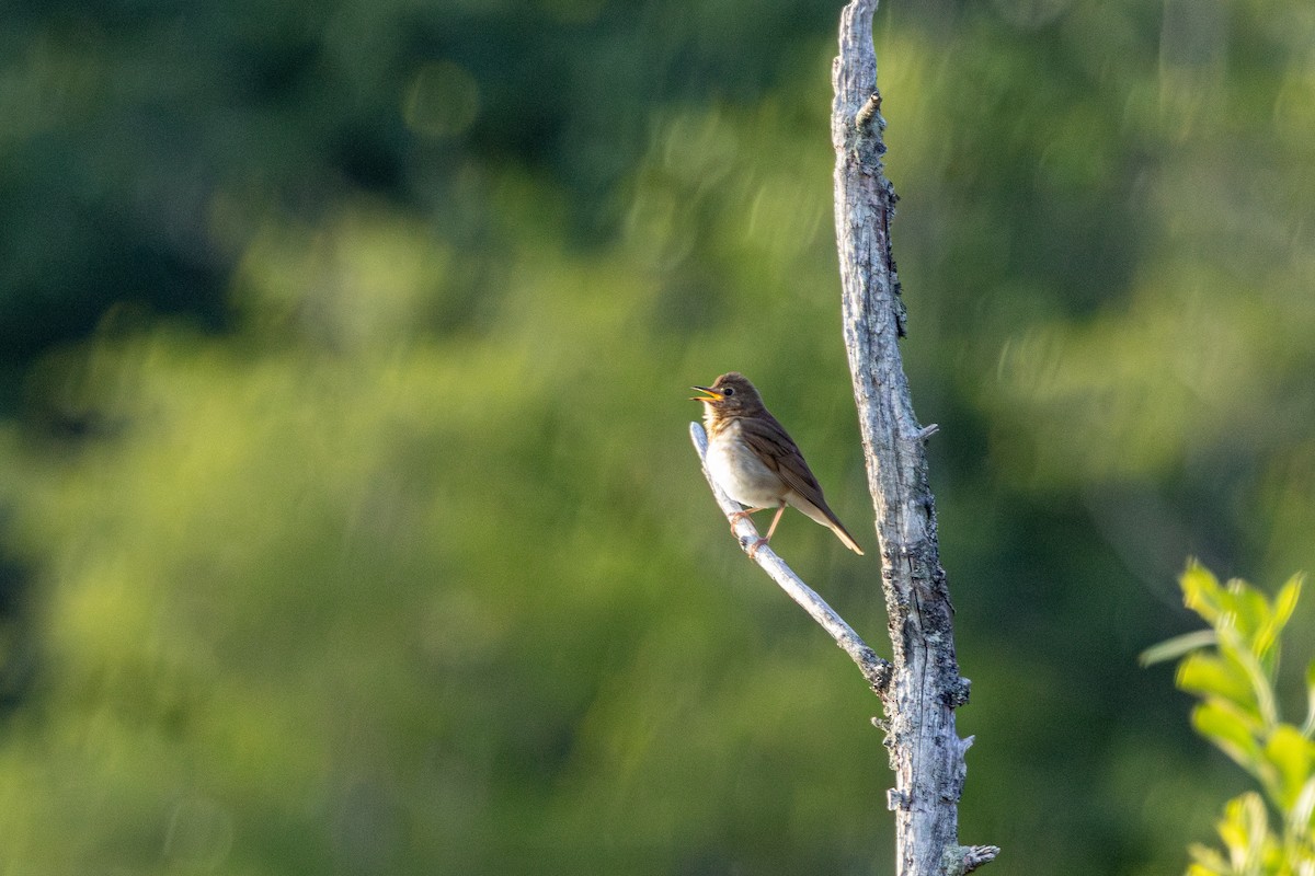 オリーブチャツグミ - ML646497374