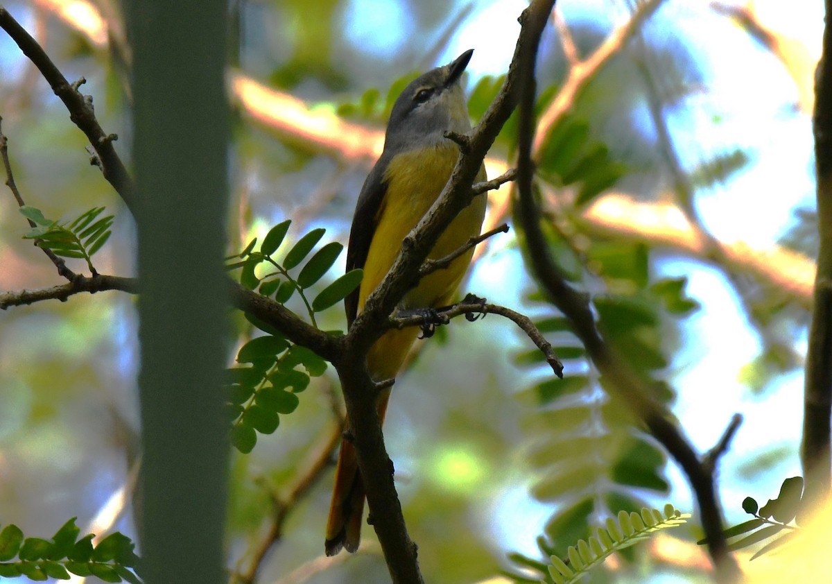 コサンショウクイ - ML646497375