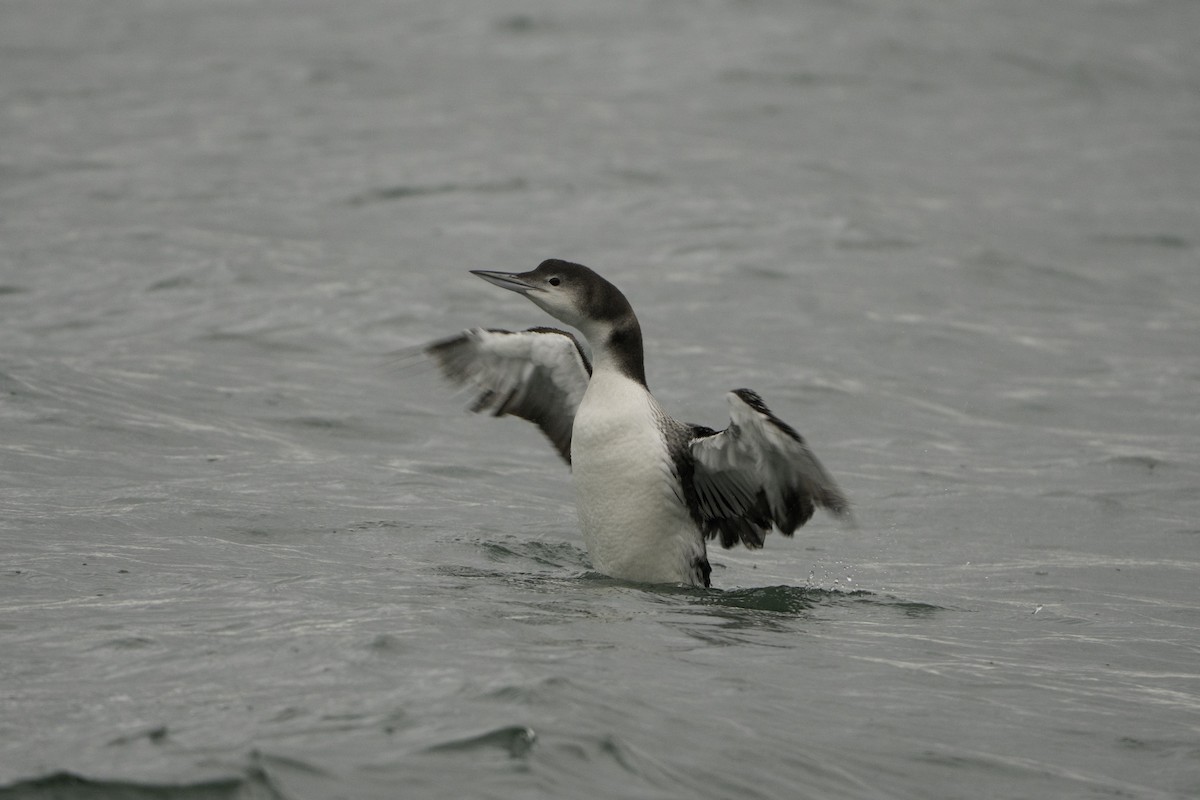 Common Loon - ML646497377
