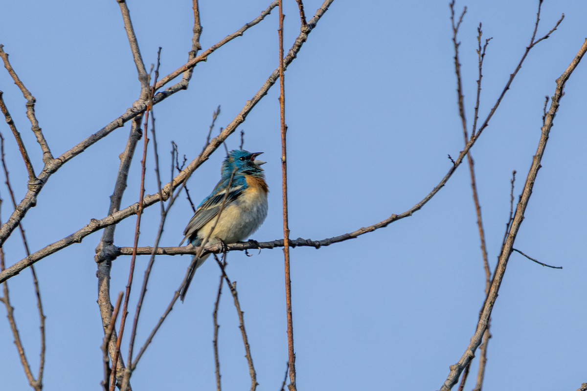 Lazuli Bunting - ML646497378
