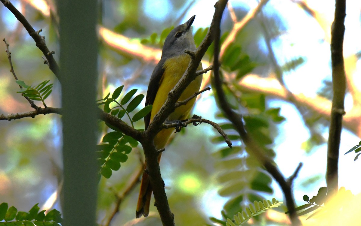Small Minivet - ML646497379