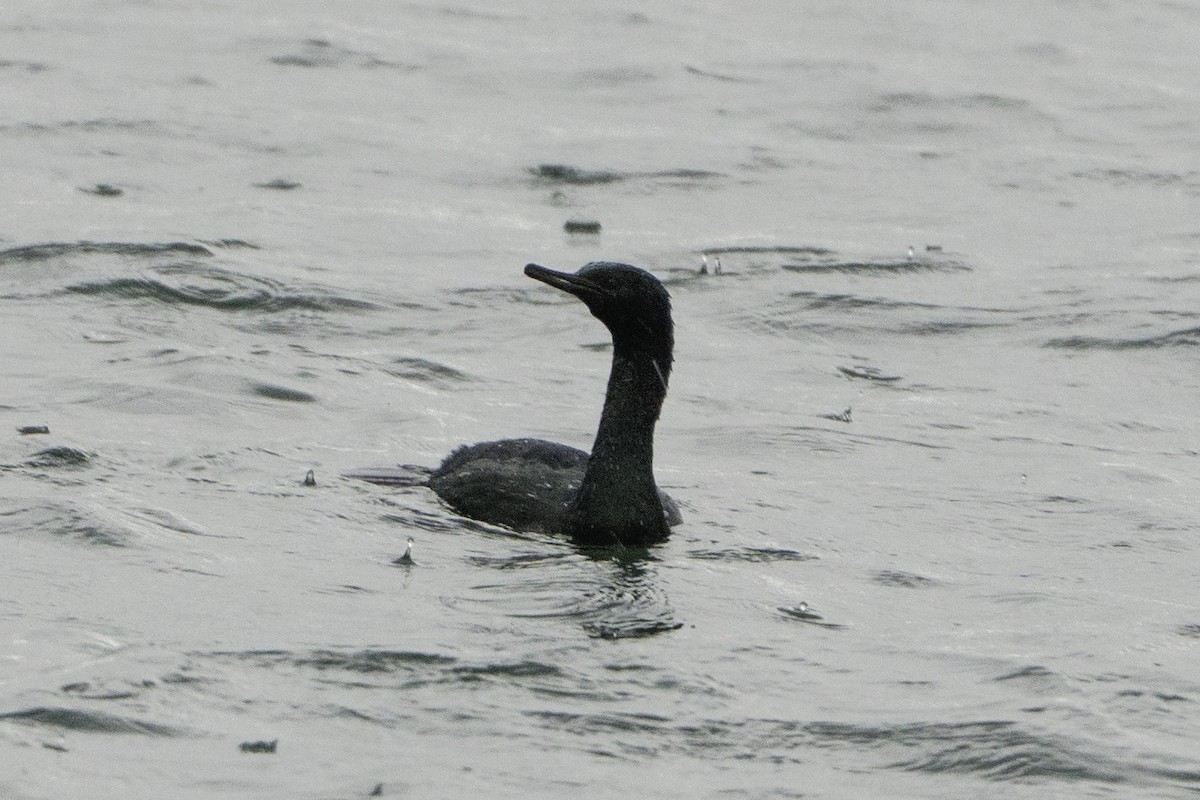 Pelagic Cormorant - ML646497380