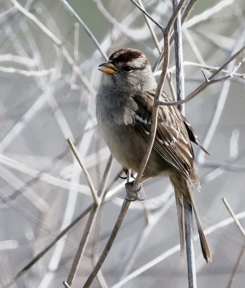 White-crowned Sparrow - ML646497381
