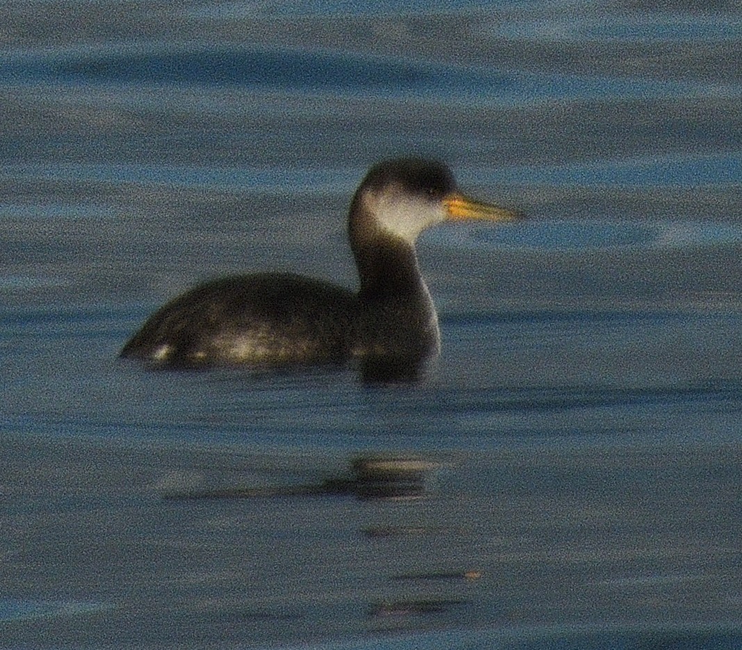 Red-necked Grebe - ML646497382