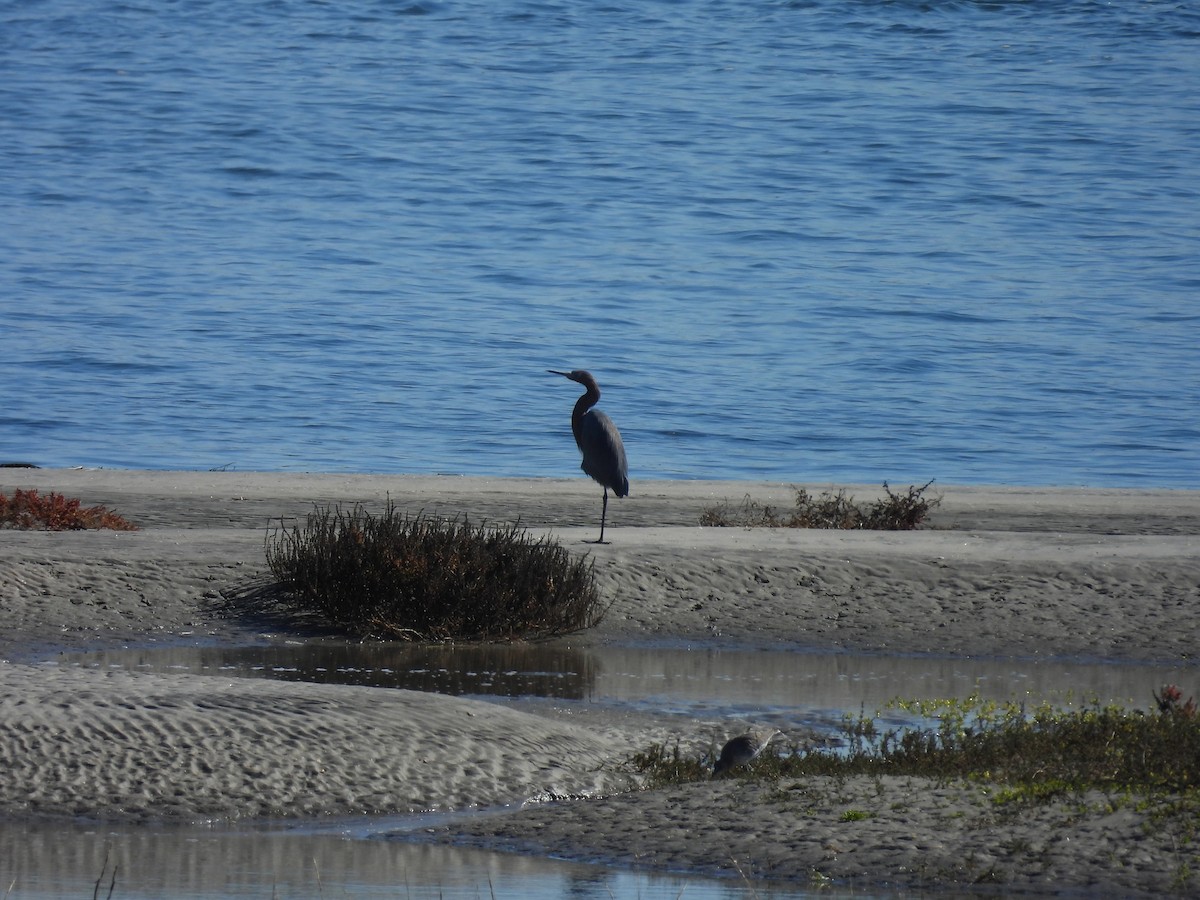 Garceta Rojiza - ML646497383