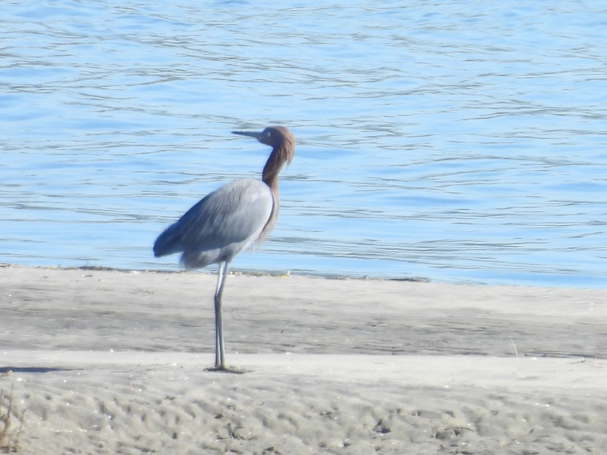 Garceta Rojiza - ML646497384