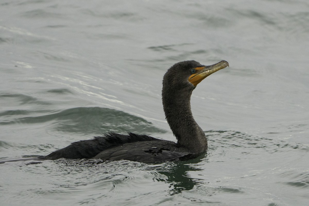Double-crested Cormorant - ML646497385
