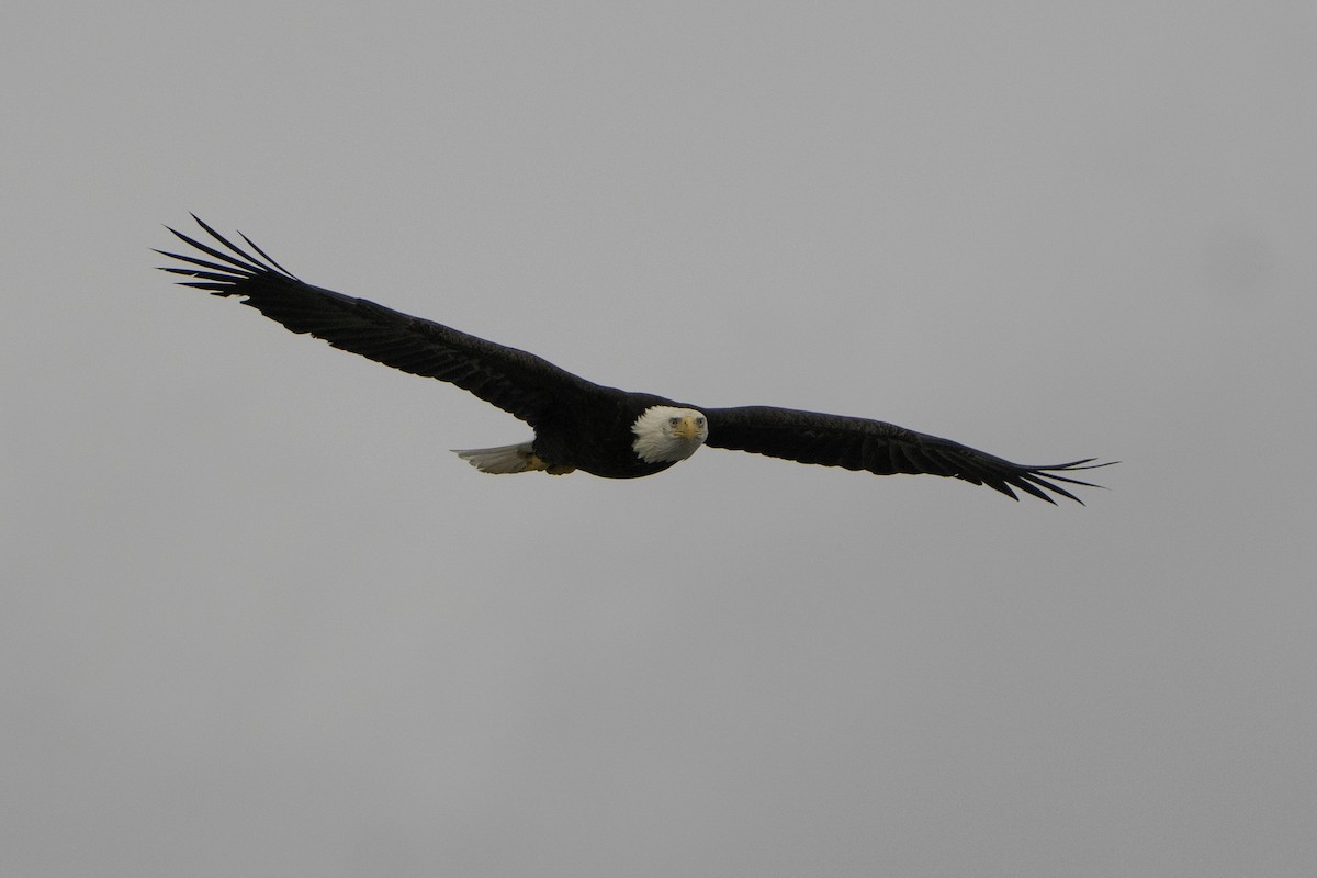 Itsas arrano buruzuria - ML646497387