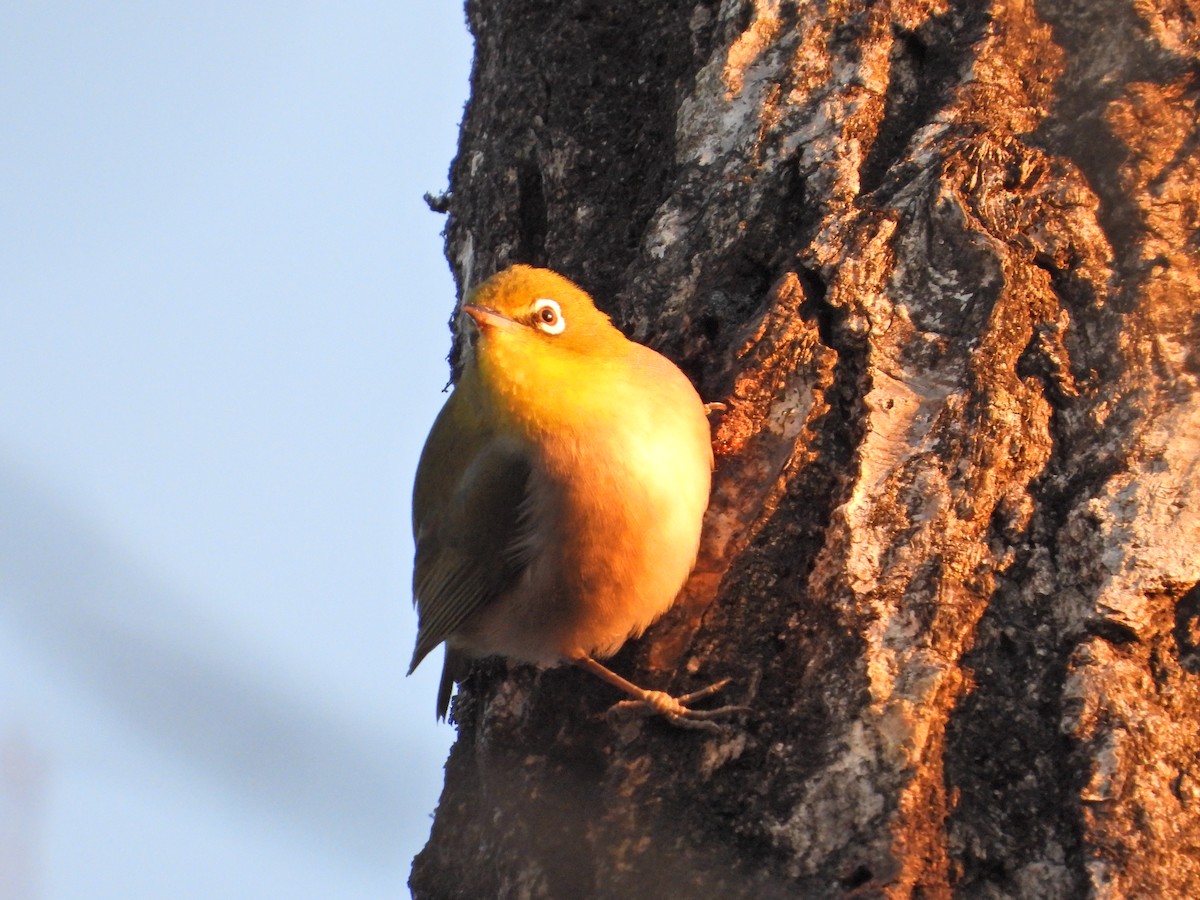 Warbling White-eye - ML646497389