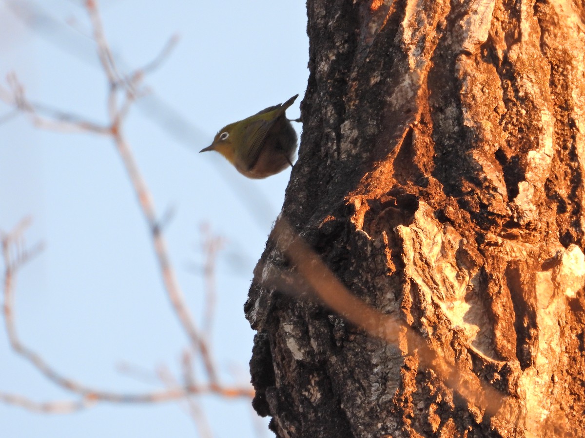 Warbling White-eye - ML646497390