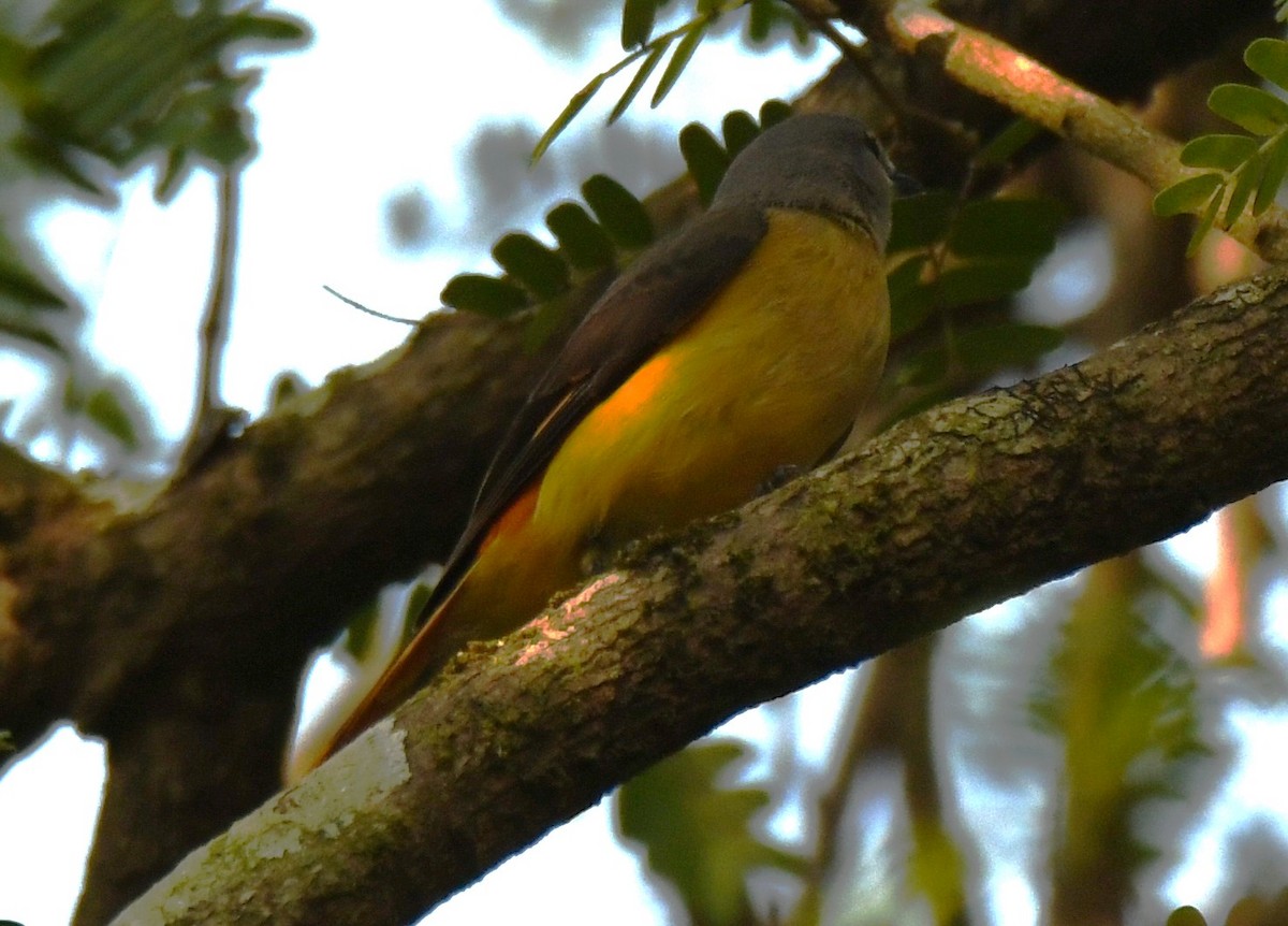 Small Minivet - ML646497392