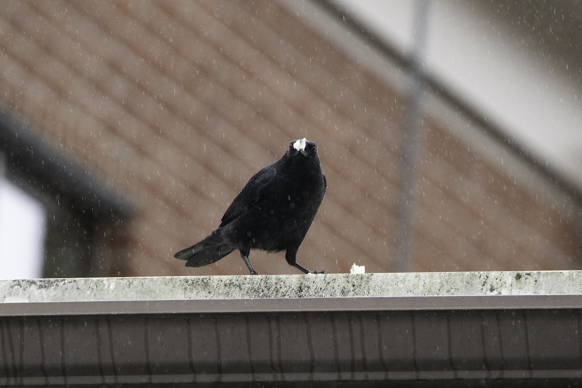 American Crow - ML646497395