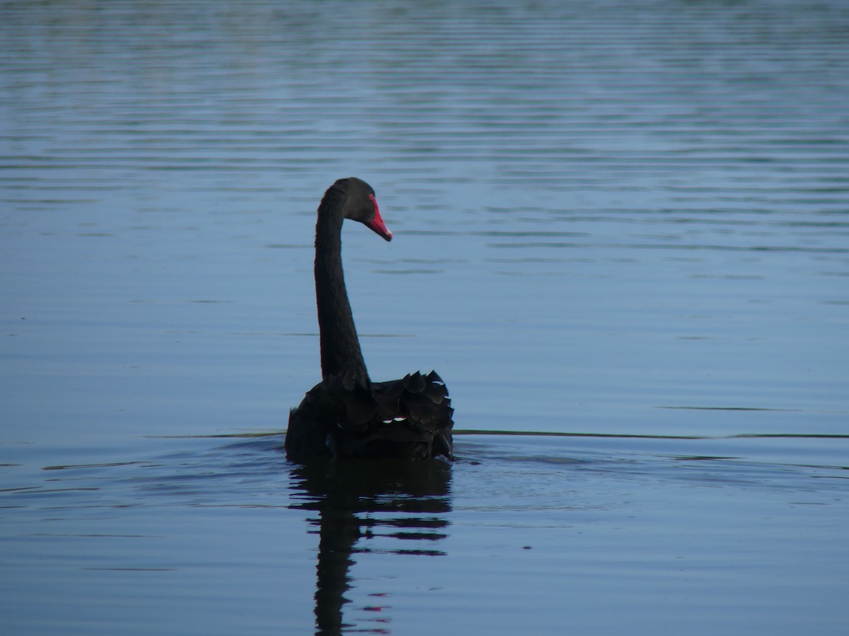 Black Swan - ML646497397