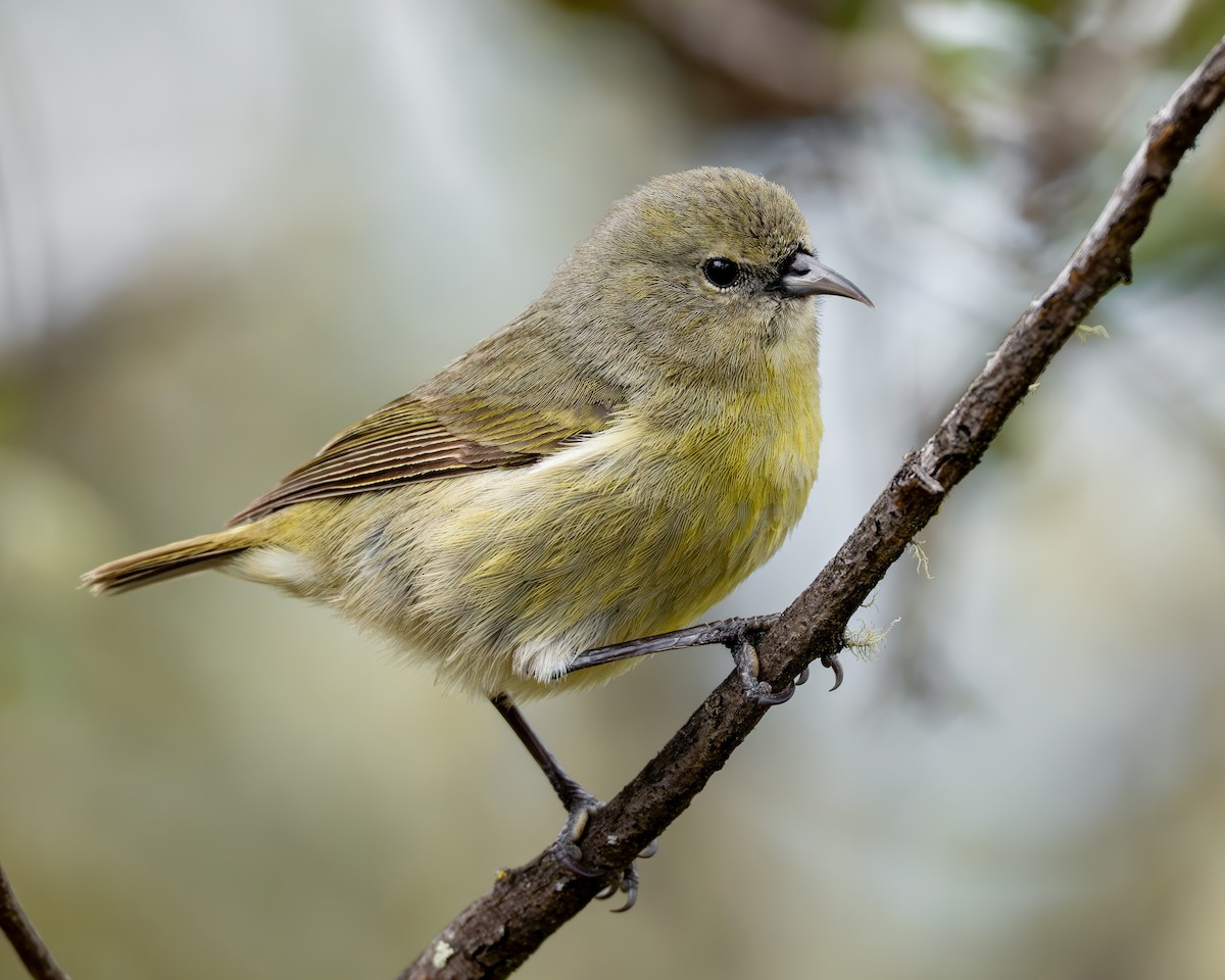 ハワイミツスイ - ML646497398