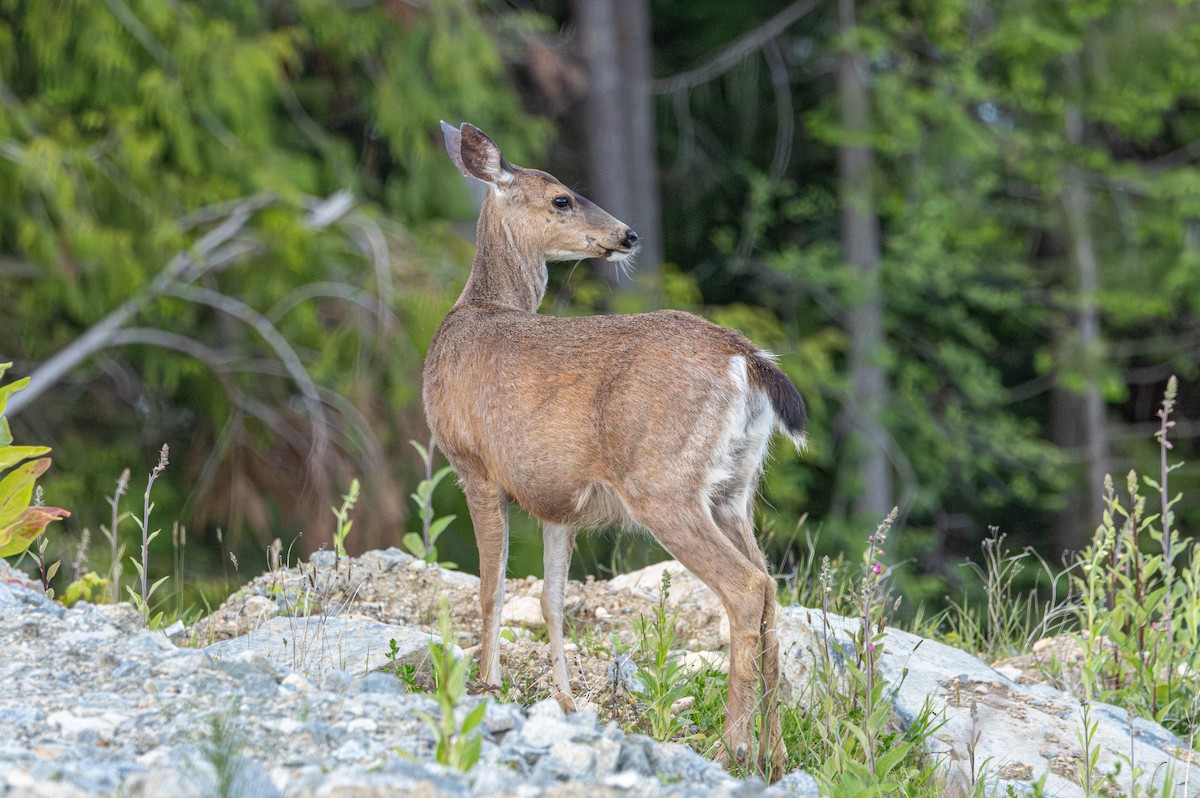 Columbian Black-tailed Deer - ML646497399