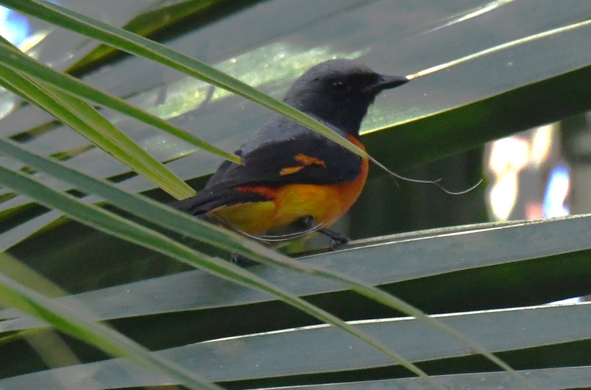 Small Minivet - ML646497403
