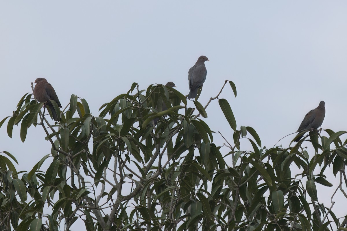 Sarı Gagalı Kızılca Güvercin - ML646497405