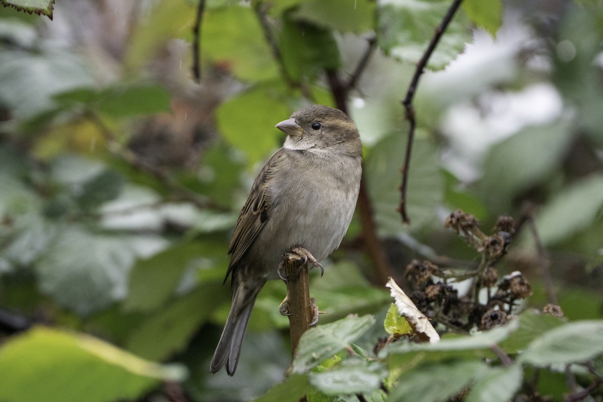 家麻雀 - ML646497410